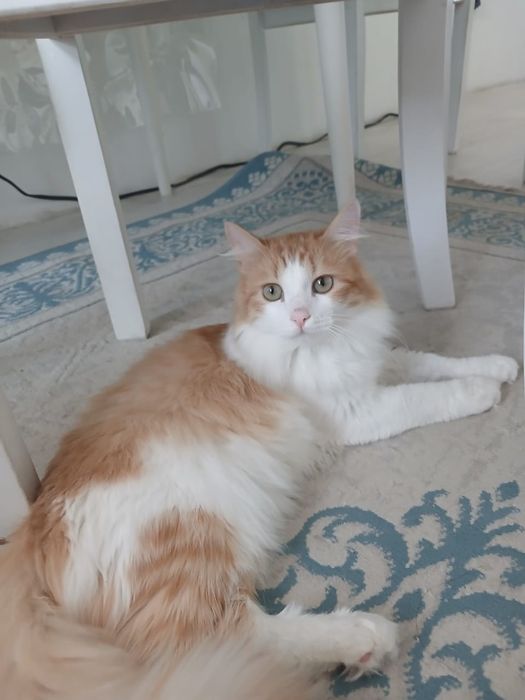 Продам кота с принадлежностями