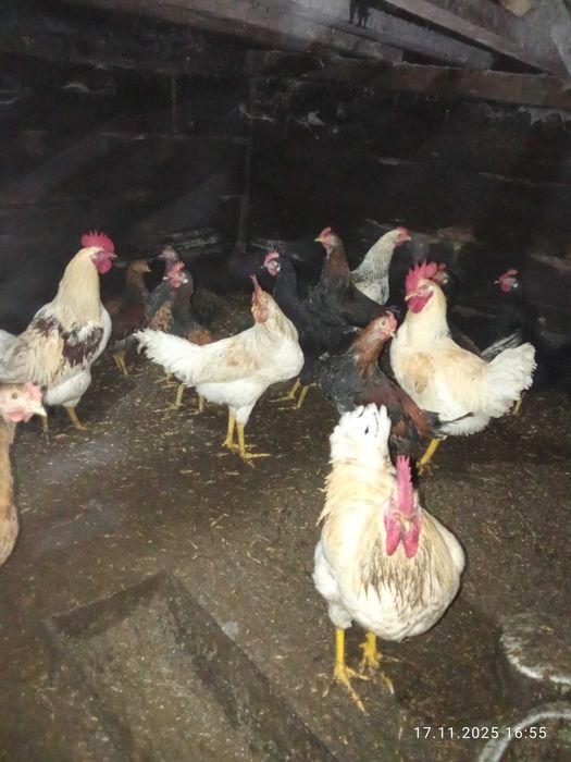 Продам петушков.