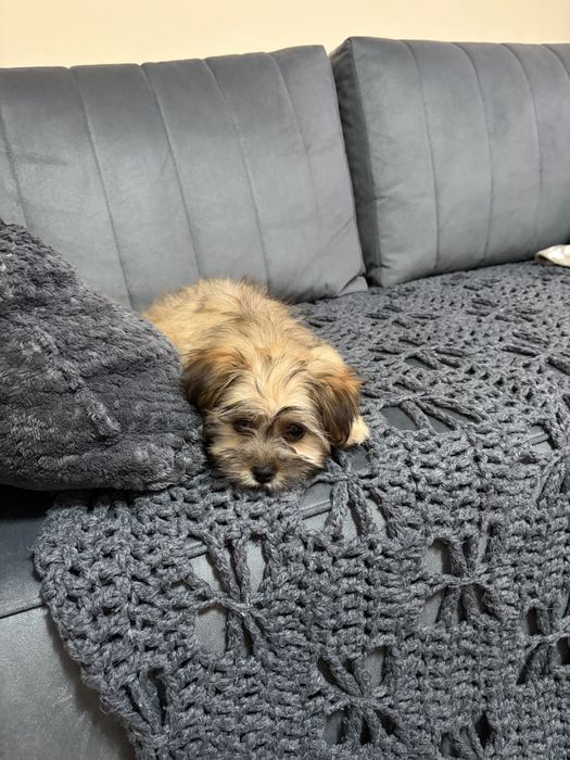Fetita bichon havanez