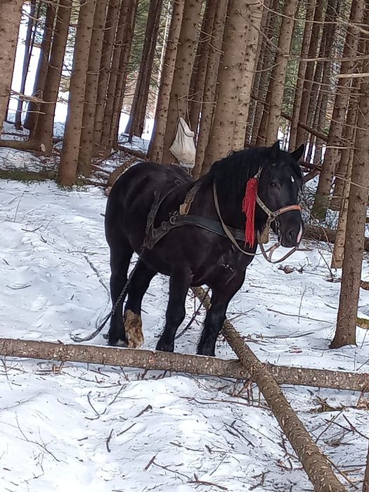 Harmăsar de 5 ani, trăsură garantată