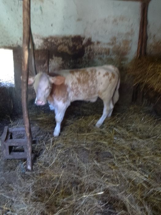 De vânzare vițea de 2 luni