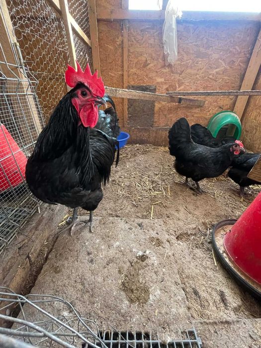 Gaini Australorp 2025
