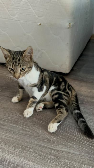 котенца от Созопол