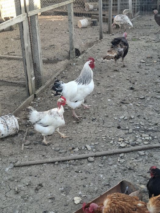 Cocosi susex si australorp