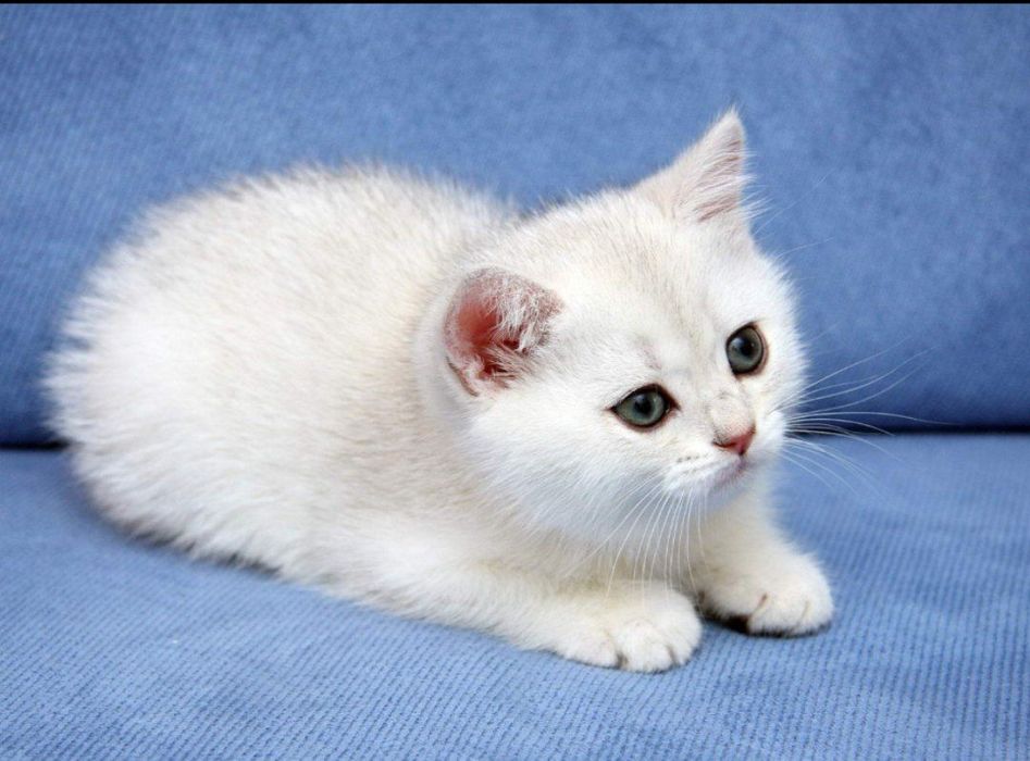 Британские котята готовы к продаже