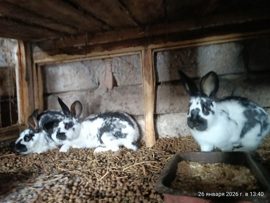 Продаются кролики