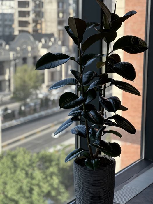 Скидка! Драцена для офисов ресторанов и домов