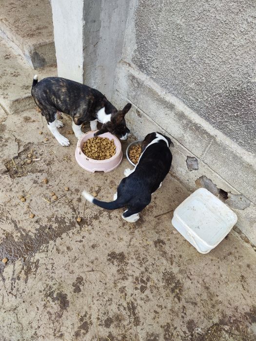 3 кутрета търсят нов дом