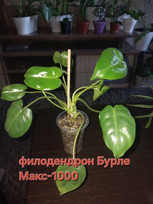 Продажа цветов, в наличии