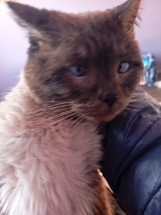 Кот идеально для ребенка.