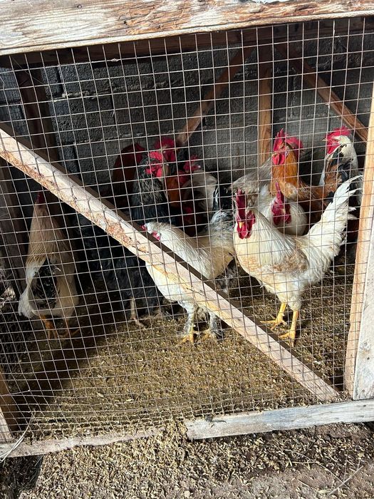 Қораздар 8 айлық 15 бар қолда