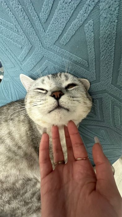 Продам породистого кота