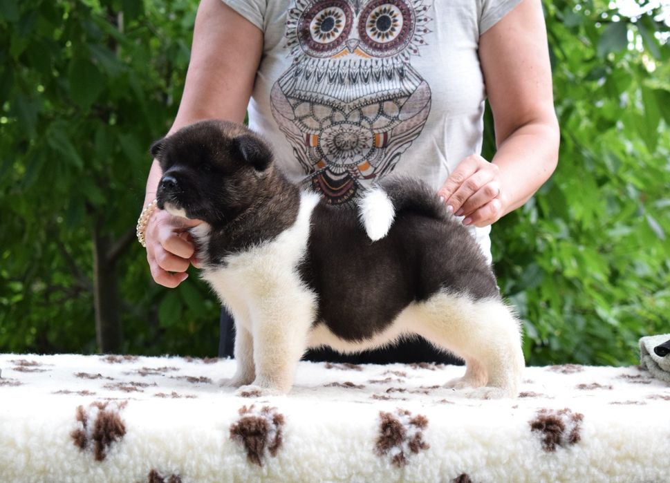 Akita American  cu Pedigree