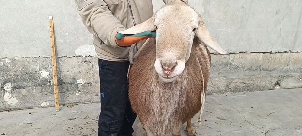 Арашан Кучкор зотли