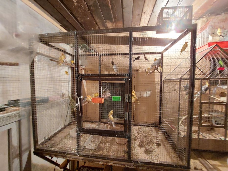 Попугай разные Разные