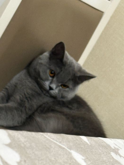 Британская кошка