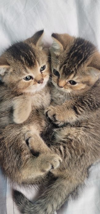 Yigit jinsiy aloqadan nimani xohlaydi?