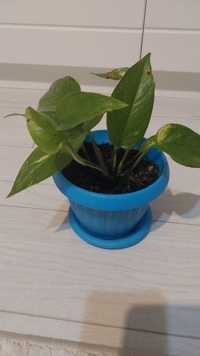 Продам комнатные цветы