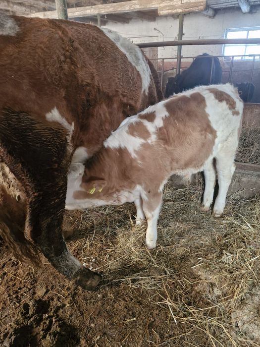 Vând 2 taurasi de 3 luni!