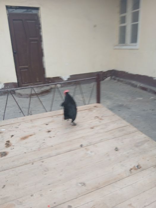 Хўрозлар сотилади.