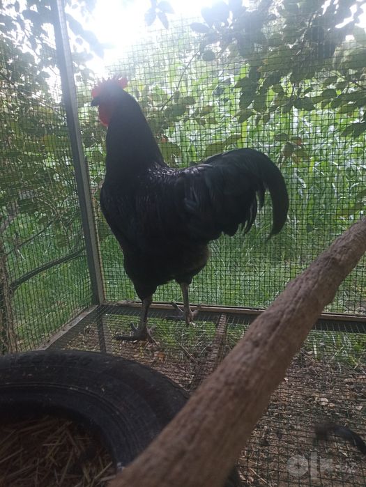 Jersi gigant paroda xoʻroz