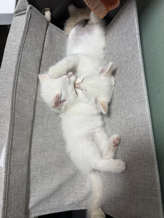 Полуперсидские котята