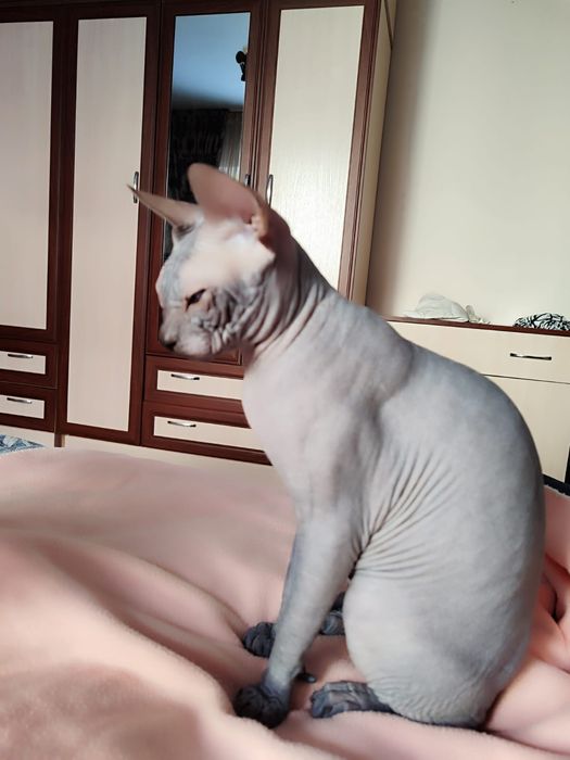 Канадский сфинкс