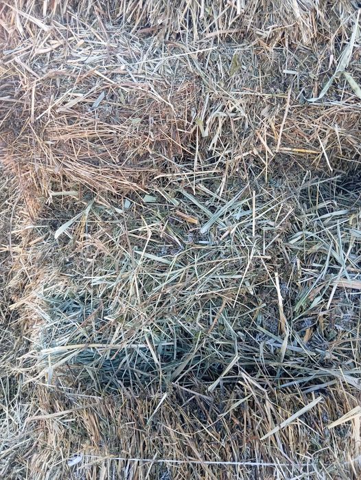 Зеленотравие камыш