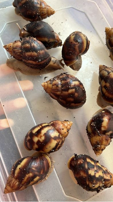 Улитка сатылады 2000