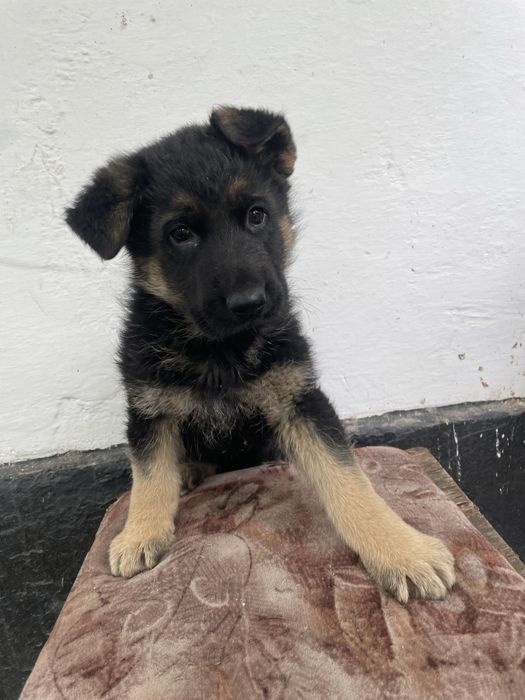 Продам щенка немецкой овчарки