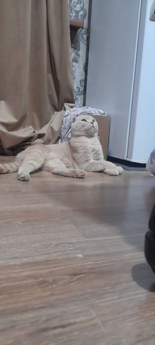 Продаётся шотландский котята