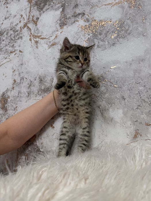 Продам шотландку окрас тигррвый