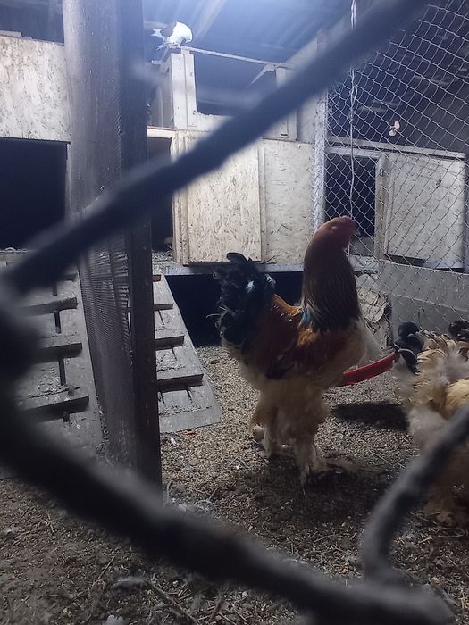 Инкубационные яйца палевых брам