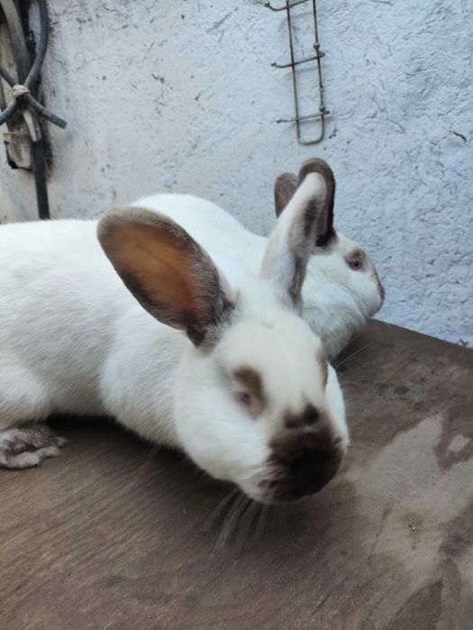 Куёнлар сотилади тоза кон Калифорния зотли