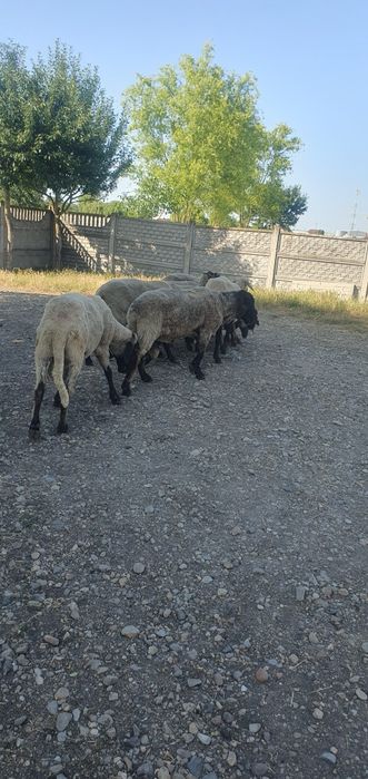 Vând Berbeci sarbesti și Bergamo