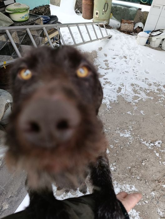 Потерялась собака, породы дратхар/сука