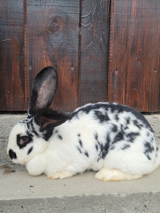 de vanzare o femela fluture german