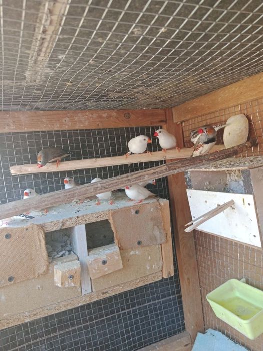 Ishlab turgan amadinkalar sotiladi parasi 130 ming bo'lishi kami yo'g'