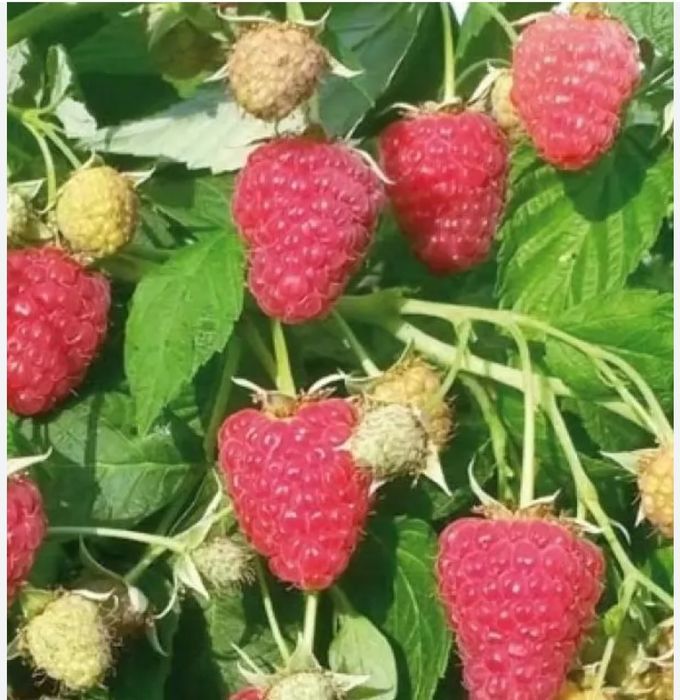 ремонтантная малина