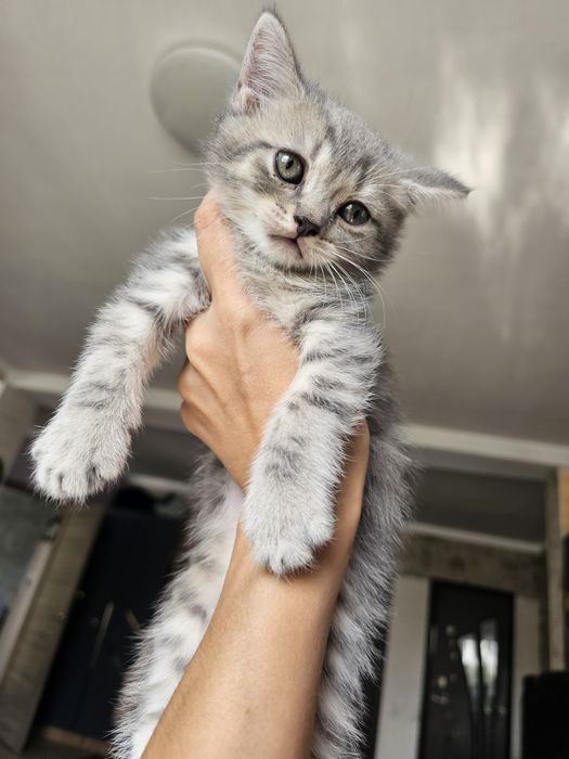 Шотландцы чистокровные.