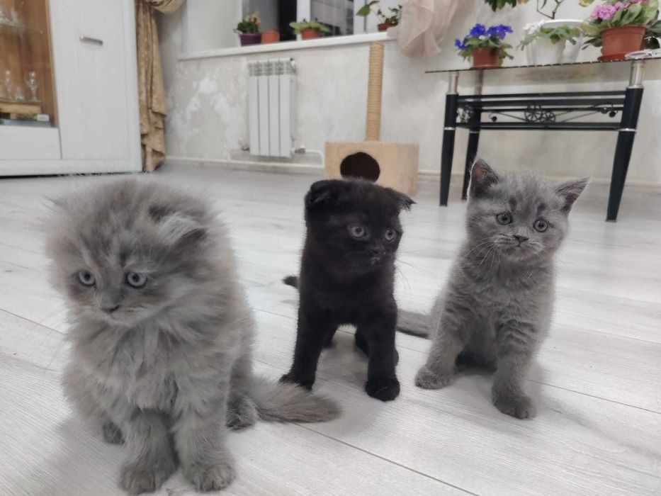 Продам британских котят