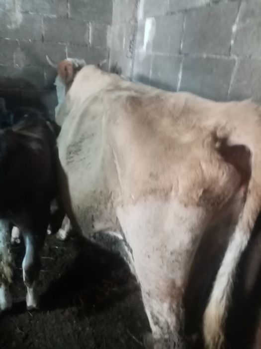 Vand vaca cu vitica
