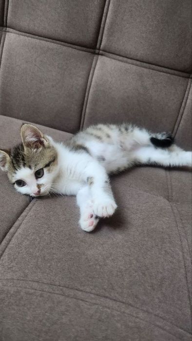 Котята, мать шотландский шиншила