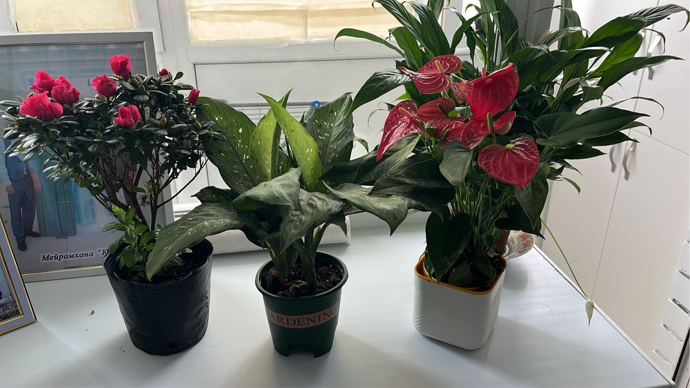 Комнатные растения