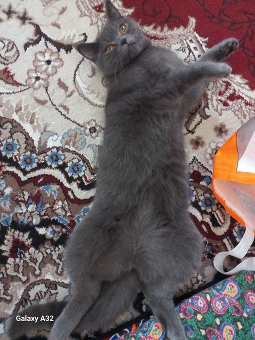 Britanskiy strayd 100$ sotiladi