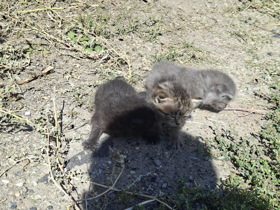 Породистые котята