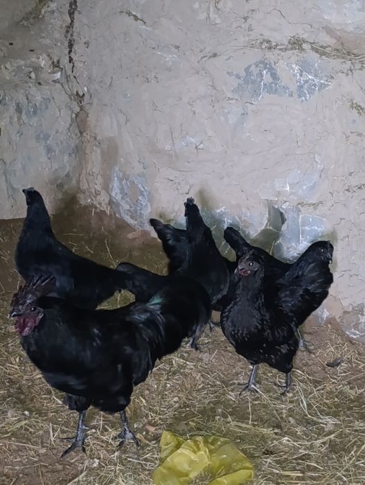 Uxayil tovuq koʻk tuxumlariga zakas olamiz