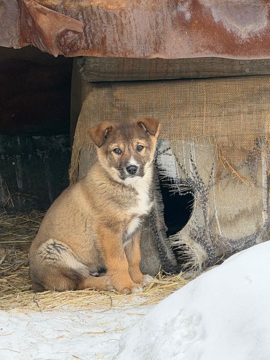Отдам щенка 2 месяца