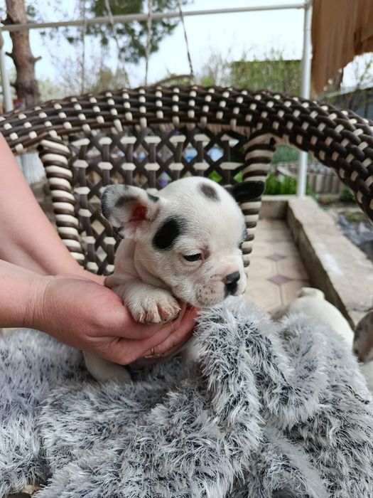 Французские бульдоги