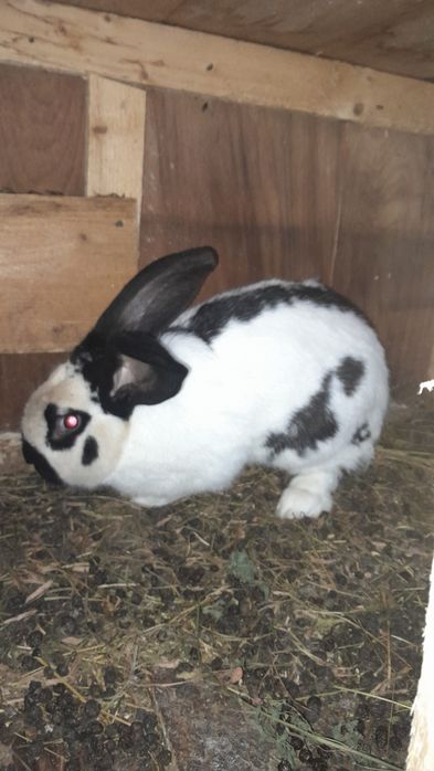 Vând pereche de fluture german